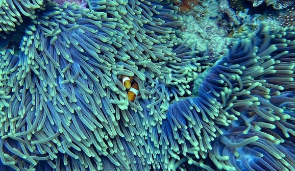 Los arrecifes de coral, protagonistas del Día Mundial de la Vida Silvestre