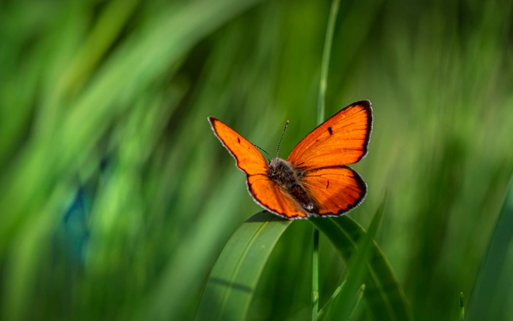Pixabay (mariposa)