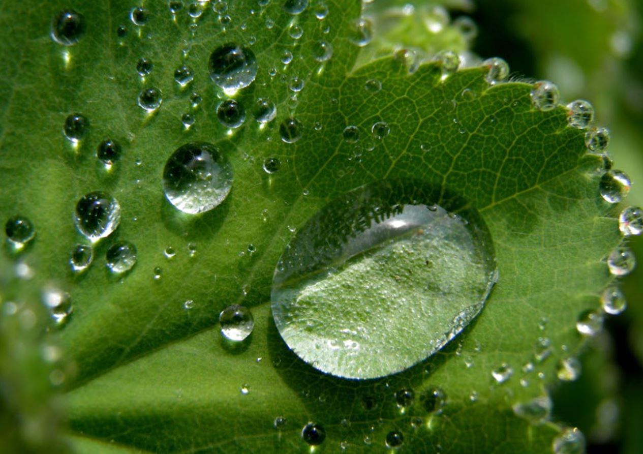 Hoja con gota de agua (Pexels)