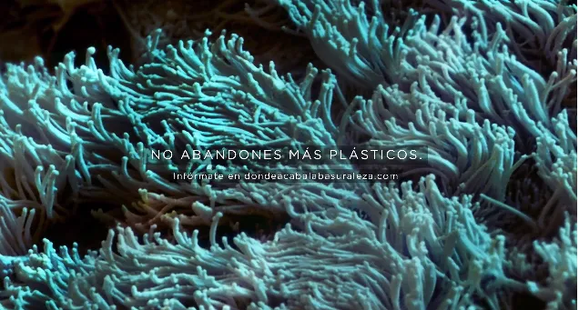 Nueva campaña contra el abandono de plásticos liderada por SEO/BirdLife y Ecoembes