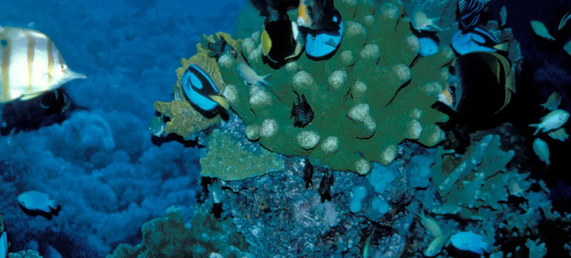 El cambio climático amenaza a los arrecifes de coral