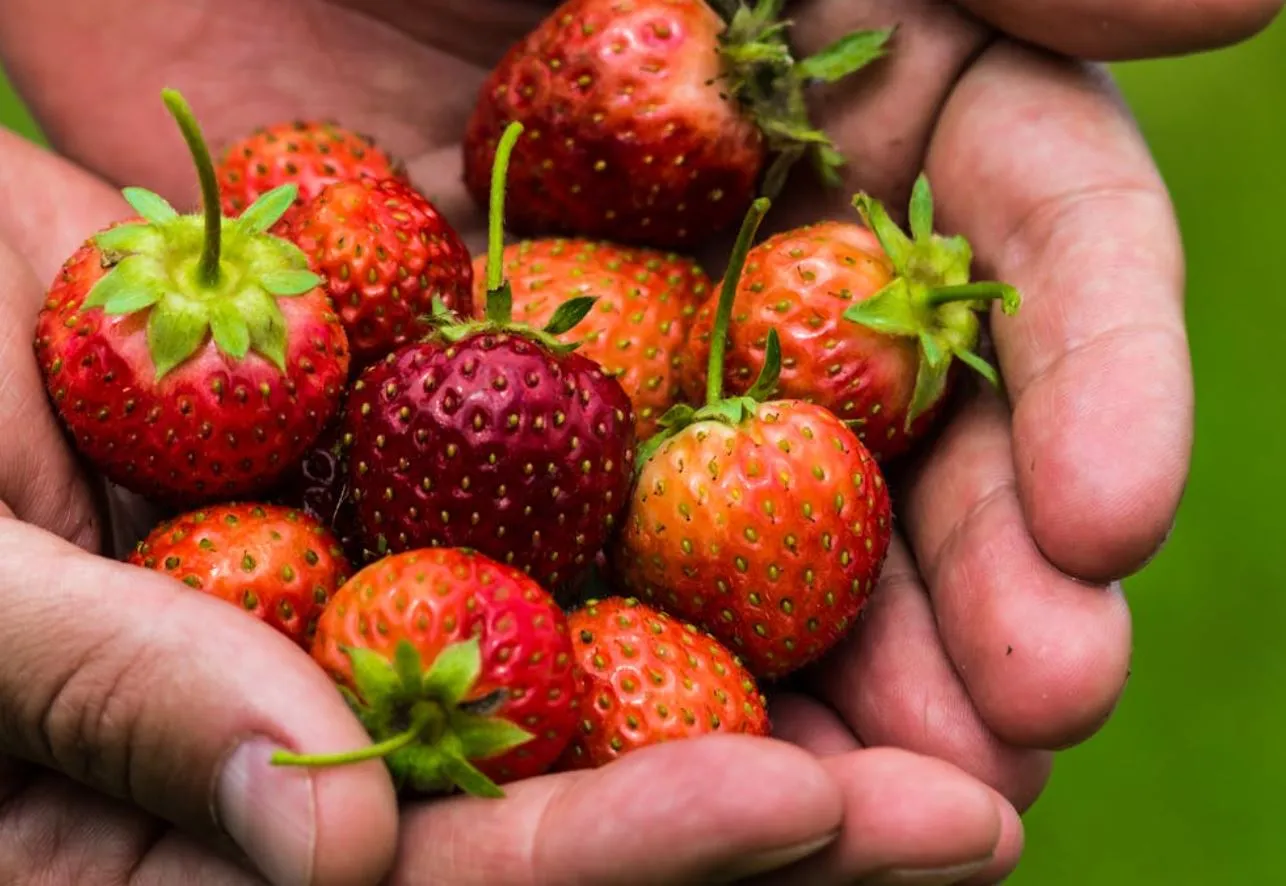 Mano con fresas_Pexels