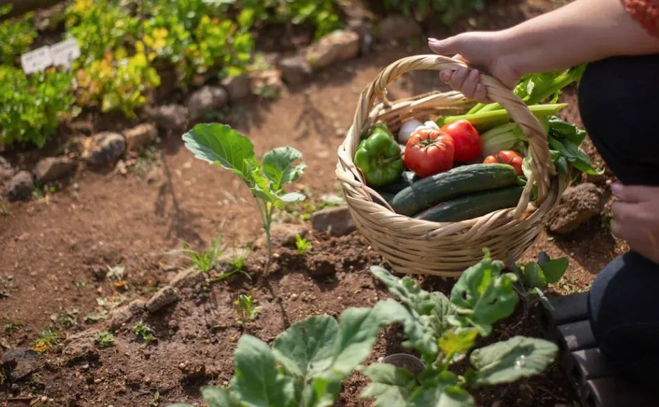 Cultivos de huerta_Pexels